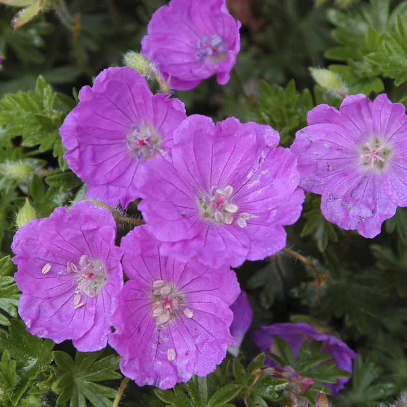 Blut-Storchschnabel Max Frei