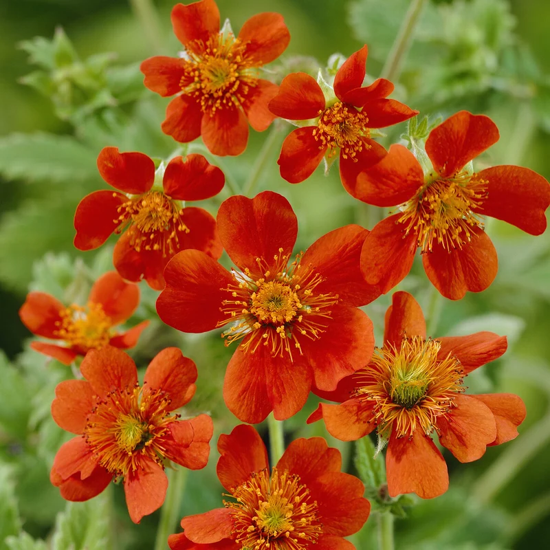 Nelkenwurz 'Borisii'