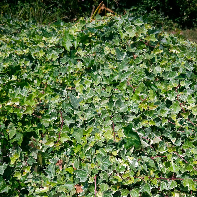Weißgrüner Efeu 'Glacier'