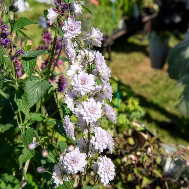 Rittersporn Highlander Cha-Cha