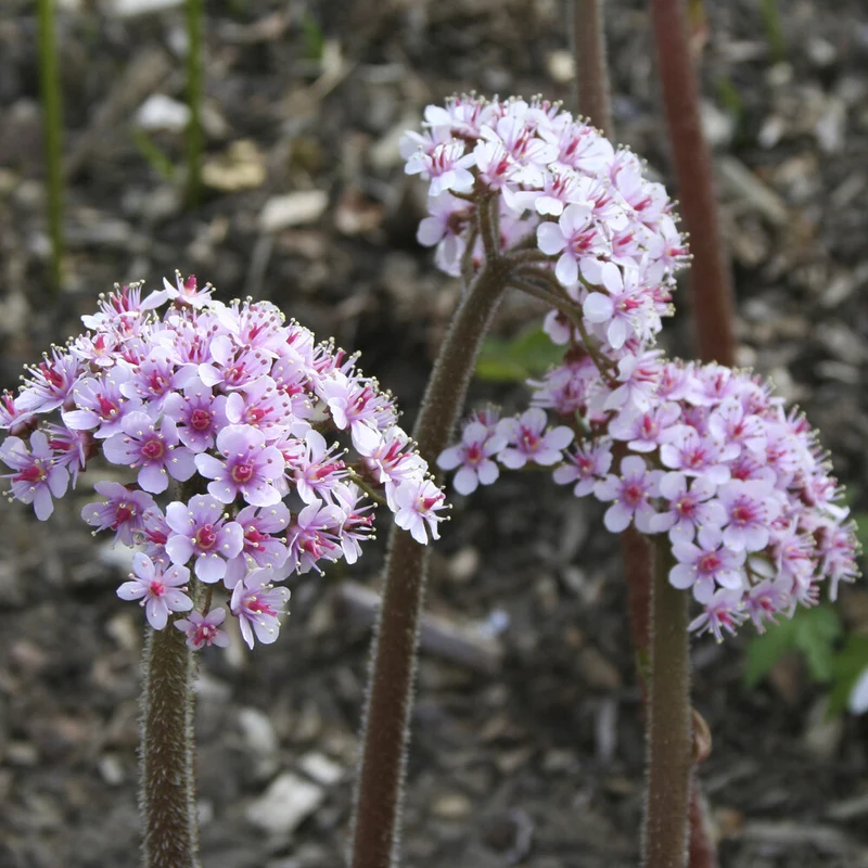 Schildblatt