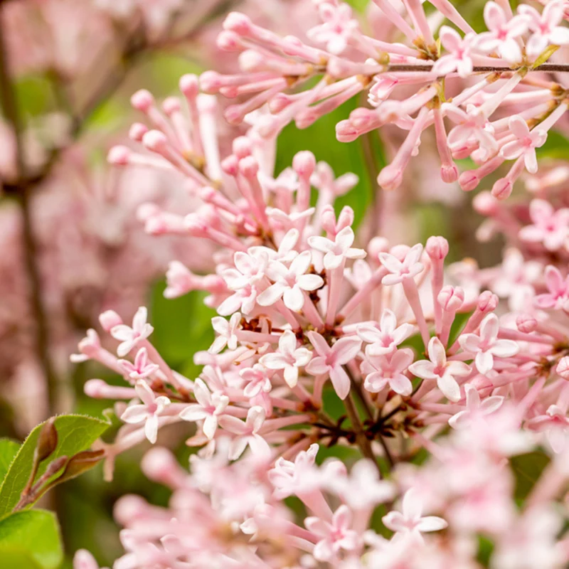 Zwergflieder Bloomerang® 'Pink Perfume®'