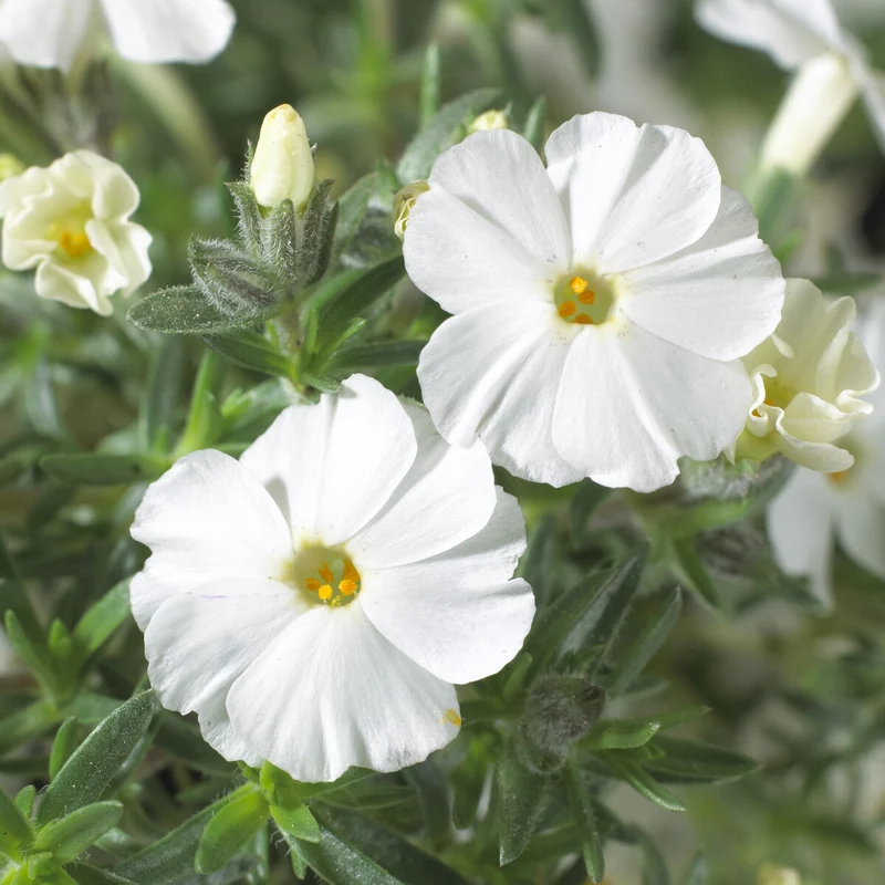 Teppich-Flammenblume 'White Admiral'