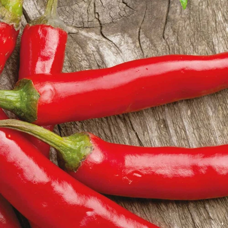 Chili ‘Westlandse Lange Rode’ Bio