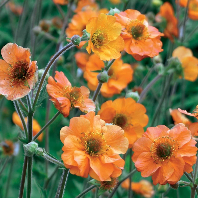 Nelkenwurz ‘Totally Tangerine’