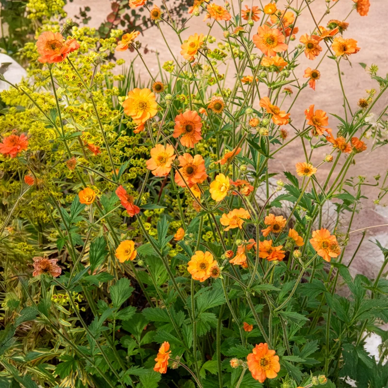 Nelkenwurz ‘Totally Tangerine’