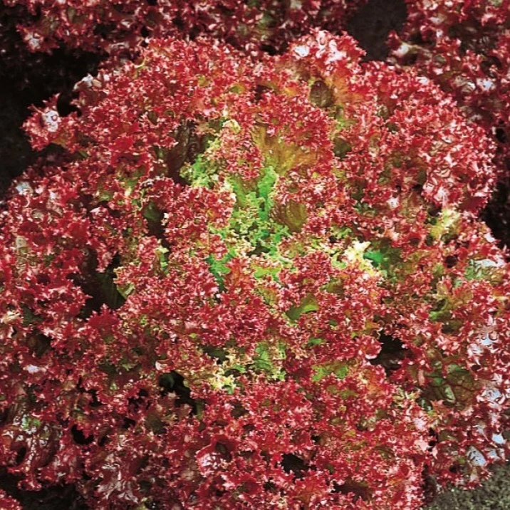 Pflücksalat ‘Lollo Rossa’ Bio