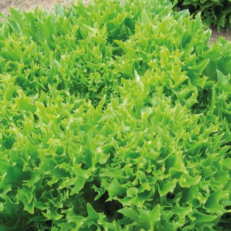Bataviasalat ‘Eazyleaf Skilton’