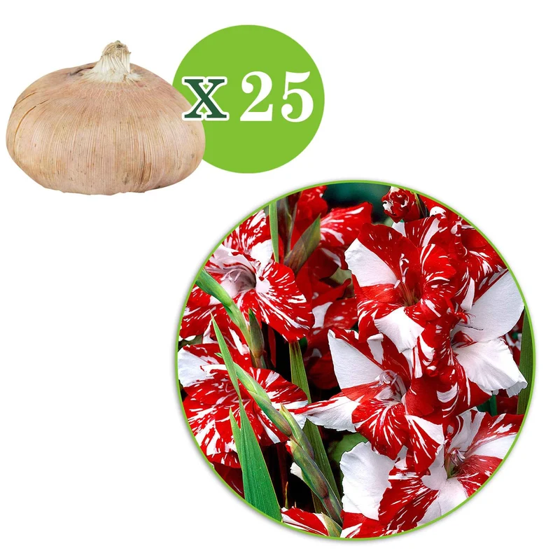 Großblütige Gladiole 'Zizanie' (x25)