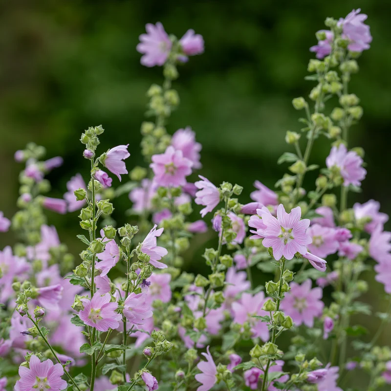 Moschus-Malve 'Rosea'