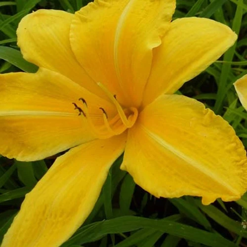 Hemerocallis Cartwheels Lilie eines Tages