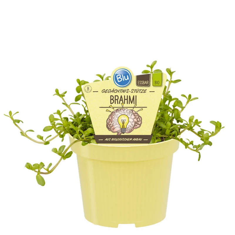Bio Gedächtnis-Stütze 'Brahmi'