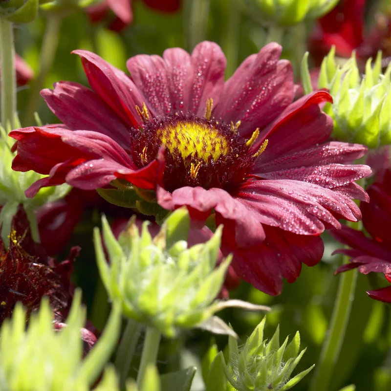 Großblumige Kokardenblume 'Burgunder'