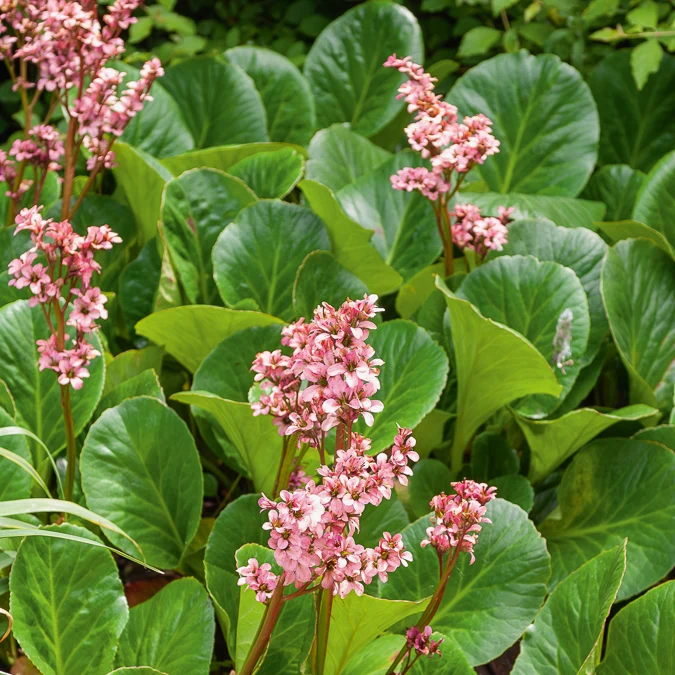 Bergenie 'Bressingham Ruby'
