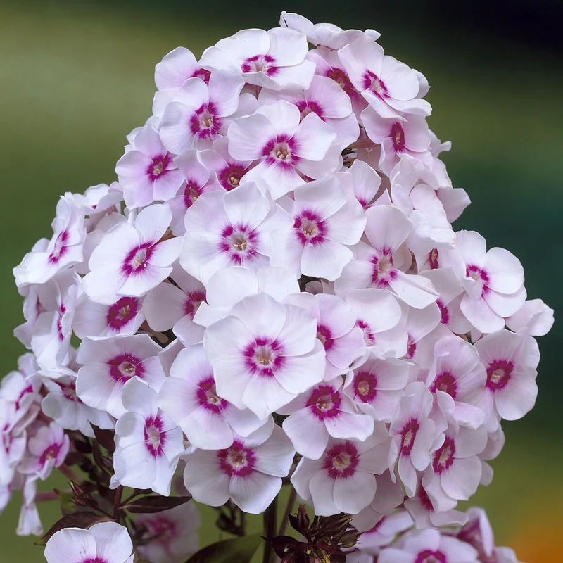 Hohe Flammenblume 'Europa'