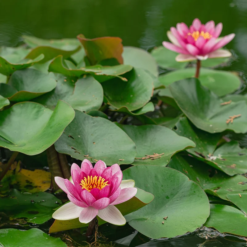 Seerose 'Pygmaea Rubra'
