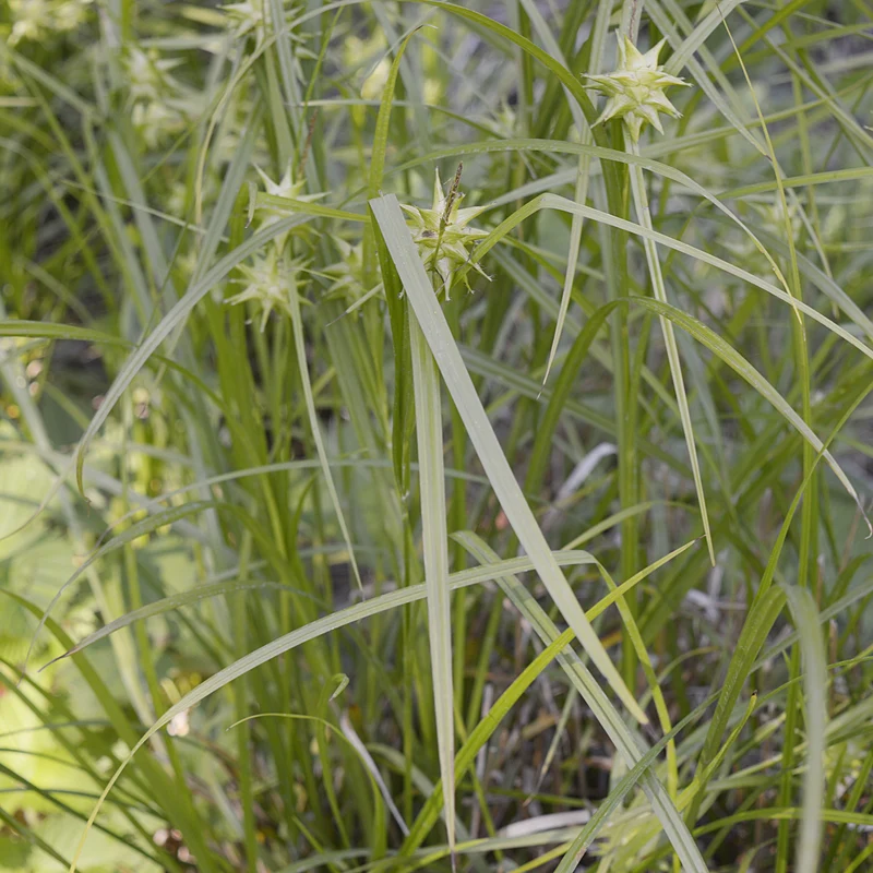 Keulensegge