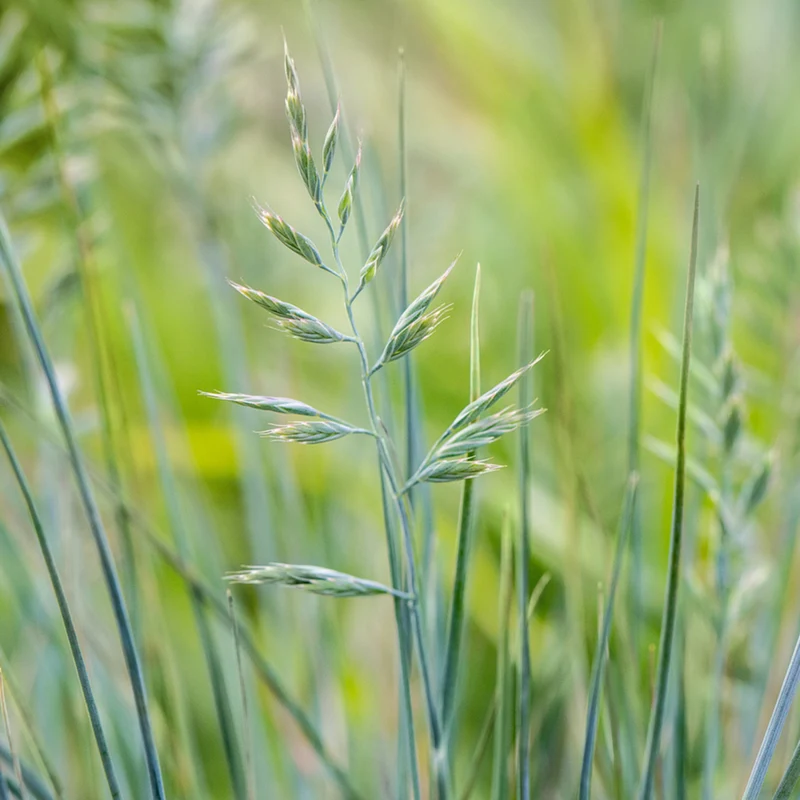 Blauschwingel 'Blue Sky'