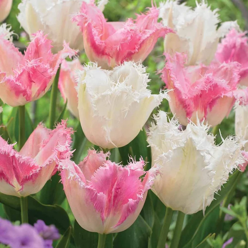 Tulpen Mischung 'Royal Wedding' (x20)