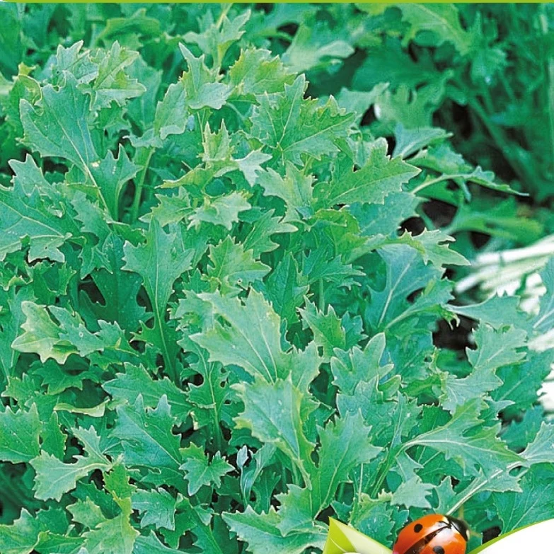 Rübchen-Sprossen 'Mesophylla' Bio