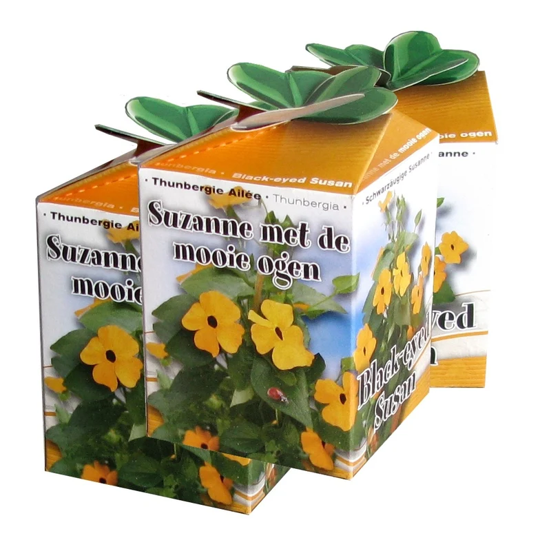 Schwarzäugige Susanne-Set