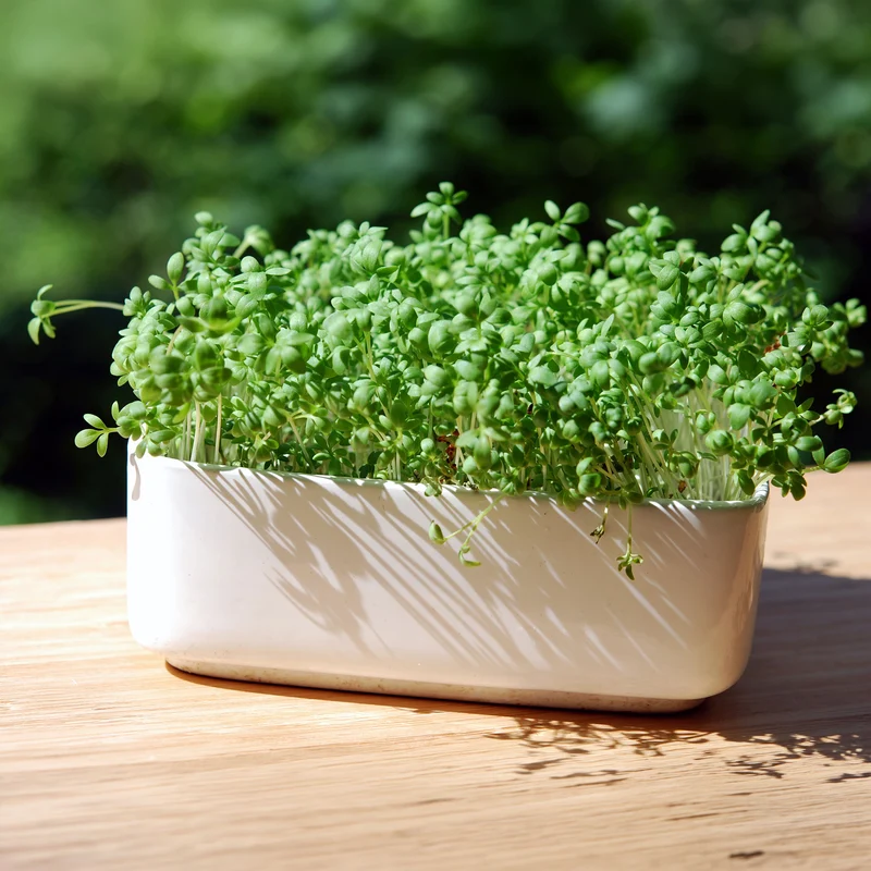Gartenkresse Bio
