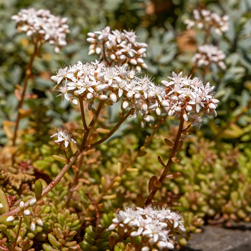 Mauerpfeffer 'Coral Carpet'
