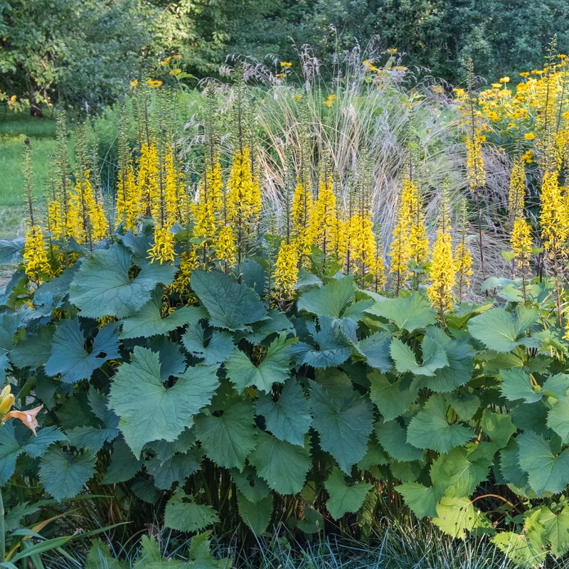 Ligularie ‘The Rocket’