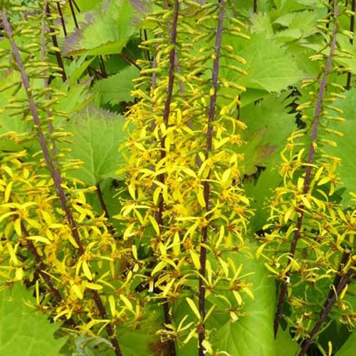 Ligularie ‘The Rocket’