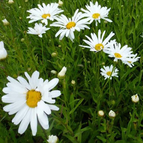 Großblumige Margerite 'Polaris'
