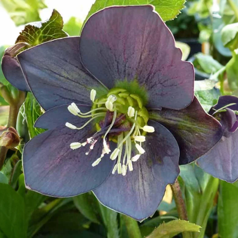 Lenzrose ‘Slaty Blue’