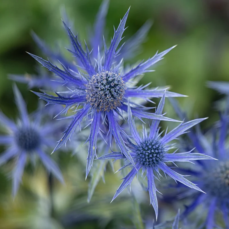 Blaue Edeldistel Big Blue