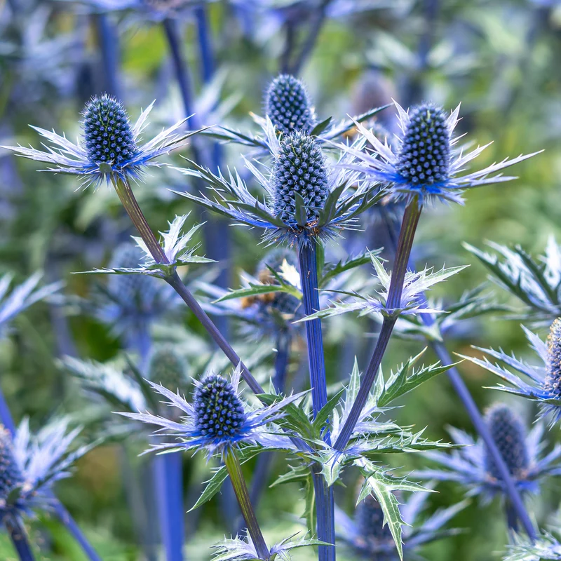 Blaue Edeldistel Big Blue