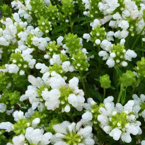 Großblütige Braunelle 'Loveliness'