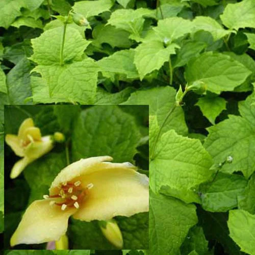 Wachsblume