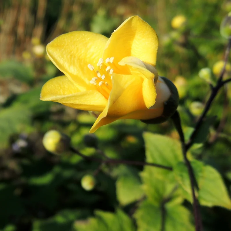 Wachsblume
