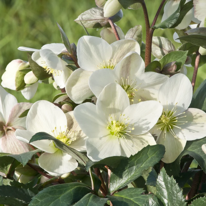Hybrid-Helleborus Emma