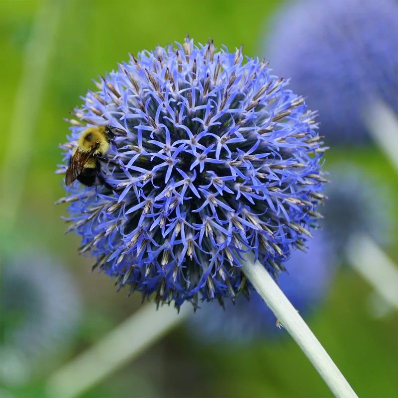Kugeldistel Blue Globe