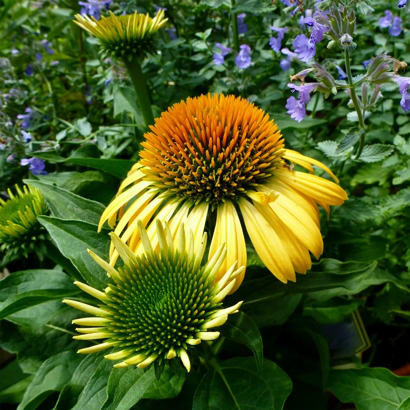 Sonnenhut ‘Harvest Moon’