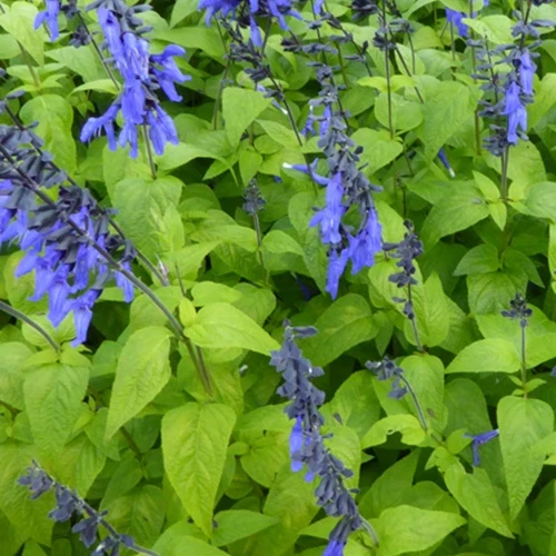 Guarani-Salbei Black and Blue