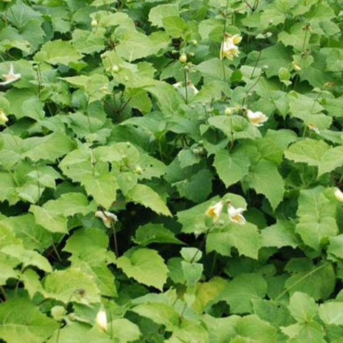 Koreanische Wachsblume