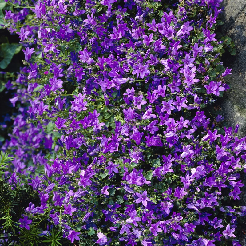 Mauer-Glockenblume