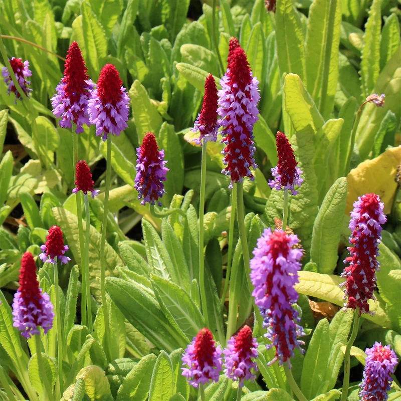 Orchideen-Primel