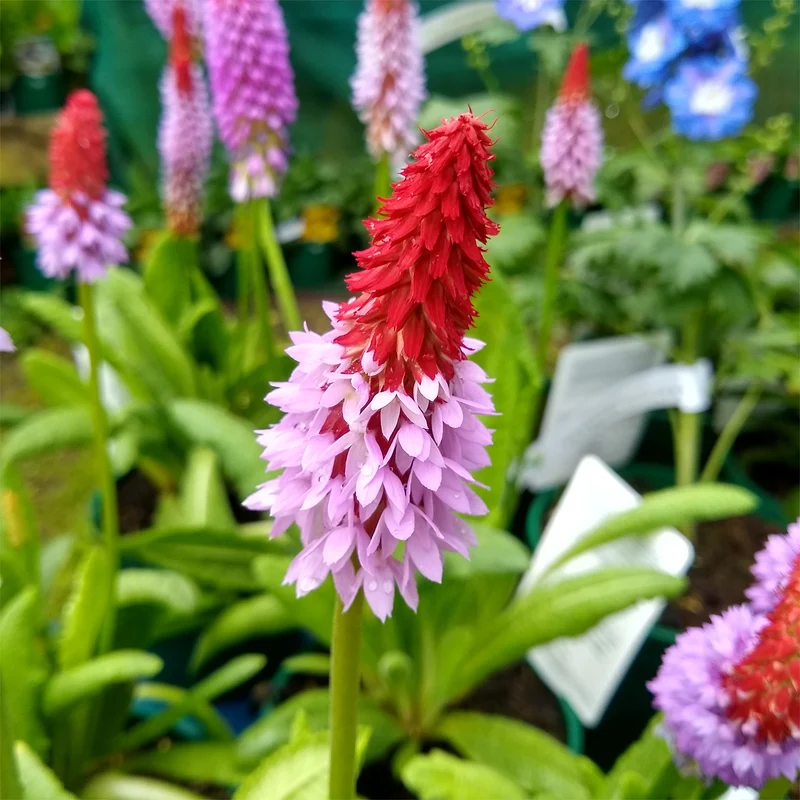 Orchideen-Primel