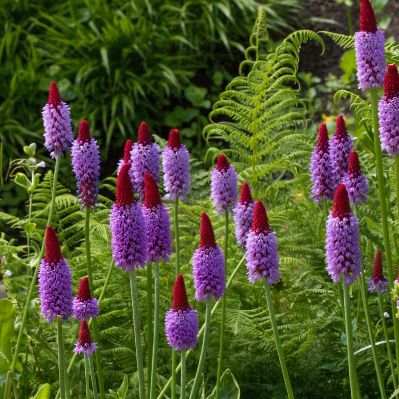 Orchideen-Primel