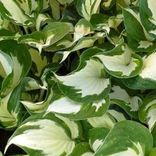 Hosta Reversed Patriot Funkia