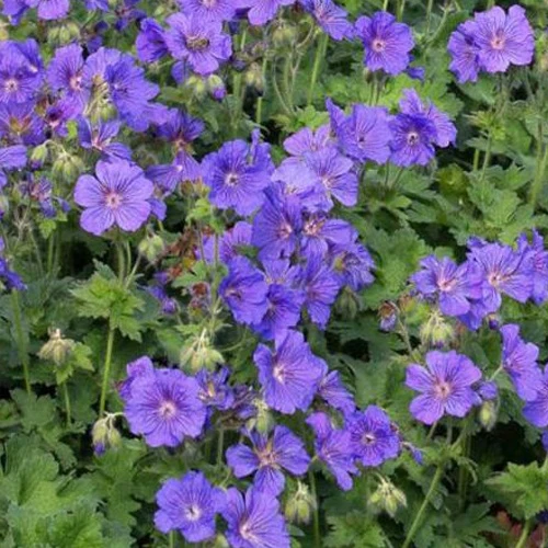 Prachtvolle Geranie Anemoneflorum Staudengeranie mit Anemonenblüten