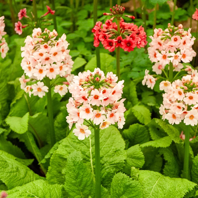 Japanische Etagenprimel Apple Blossom