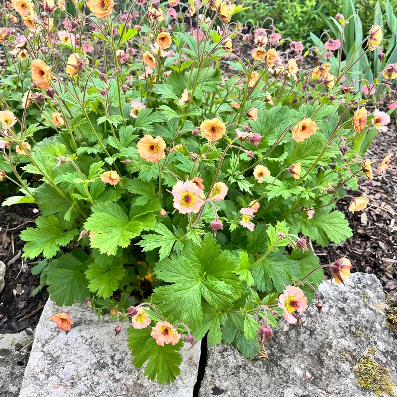 Nelkenwurz ‘Mai Tai’