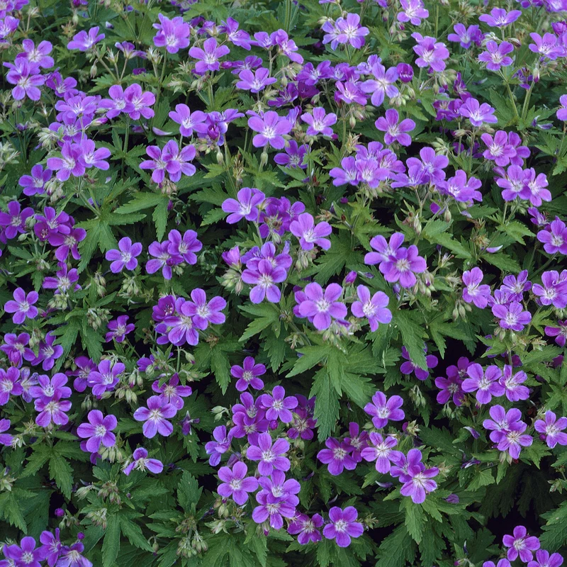 Wald-Storchschnabel ‘Mayflower’